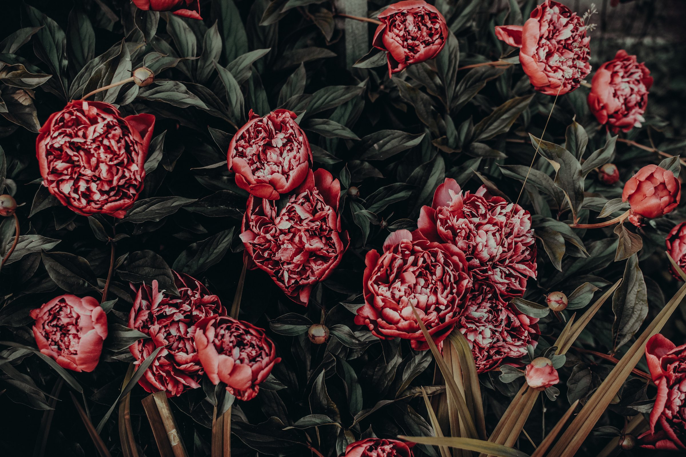 Photo of Red Peonies Painting